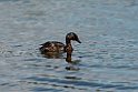 New Zealand Grebe.20121120_6060