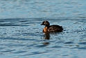 New Zealand Grebe.20121120_6066