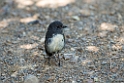 New Zealand Robin.20121120_5972