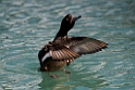 New Zealand Scaup.20121128_6951