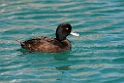 New Zealand Scaup.20121128_6957