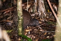 Northern Brown Kiwi.20121113_5294