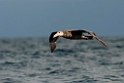 Northern Giant Petrel.20121121_6269