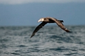 Northern Giant Petrel.20121121_6270