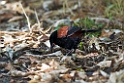 Northern Saddleback.20121115_5529