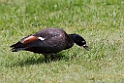 Paradise Shelduck.20121115_5442