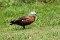 Paradise Shelduck.20121115_5447