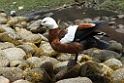 Paradise duck.20121124_6766