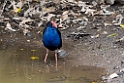 Purple Swamphen.20121115_5437