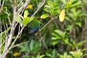 Red-fronted parakeet.20121115_5507