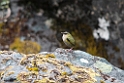 Rock wren.20121124_6770