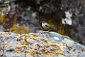 Rock wren.20121124_6774