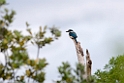 Sacred Kingfisher.20121115_5505