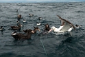 Seabirds.20121121_6527