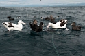 Seabirds.20121121_6529