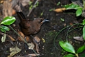 South Island Saddleback.20121120_5941