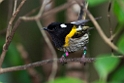 Stitchbird.20121115_5465