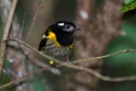 Stitchbird.20121115_5473