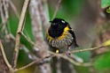 Stitchbird.20121115_5475
