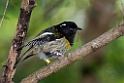 Stitchbird.20121115_5531