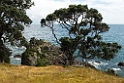 Tiritiri Island.20121115_5518