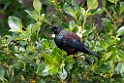 Tui.20121115_5402.