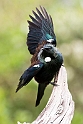 Tui.20121115_5407