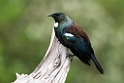 Tui.20121115_5410