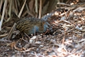 Weka.20121116_5766