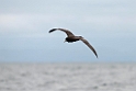 White-chinned Petrel.20121121_6482
