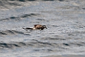 White-faced Storm-petrel.20121116_5573