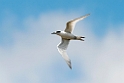 White-fronted Tern.20121118_5782