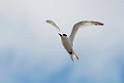 White-fronted Tern.20121118_5785