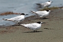 White-fronted Tern.20121118_5809