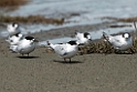White-fronted Tern.20121118_5813
