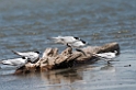 White-fronted Tern.20121118_5823