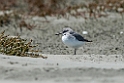 Wrybill.20121118_5847