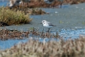 Wrybill.20121118_5855