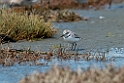 Wrybill.20121118_5858