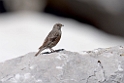 Alpejernspurv.20150608_5023
