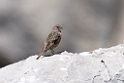 Alpejernspurv.20150608_5034