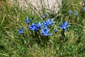 Blomst.20150604_5103