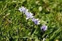 Blomst.20150608_4876
