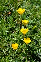 Blomst.20150608_4877