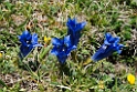 Blomst.20150608_4900