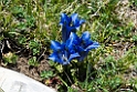 Blomst.20150608_4903