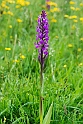 Dactylorhiza elata.20150609_4750