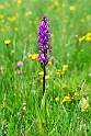 Dactylorhiza elata.20150609_4761
