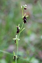 Flueblomst.20150603_5123