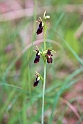 Flueblomst.20150603_5127